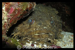 Toadfish of Roatan.  Kinda looks like an old girlfriend o... by Michael Schlenk 